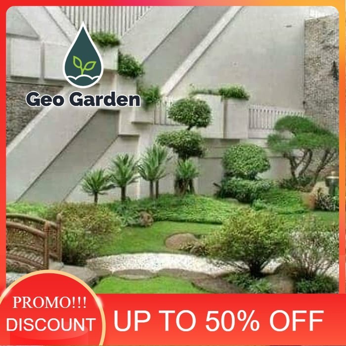 bibit jual rumput untuk taman