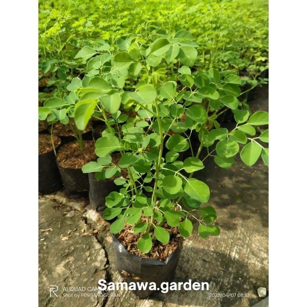 Bibit tanaman obat pohon kelor/ bibit pohon kelor Bunga hias hidup