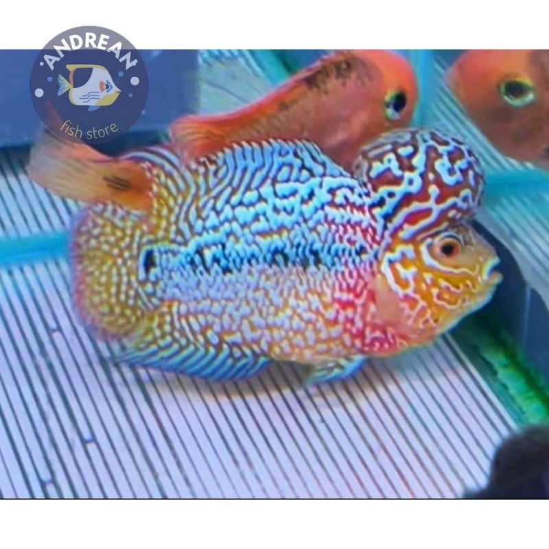 kebutuhan akuarium Burayak Kamfa F3 Line Thailand Pilihan/Sortir 3.5 Two-tone