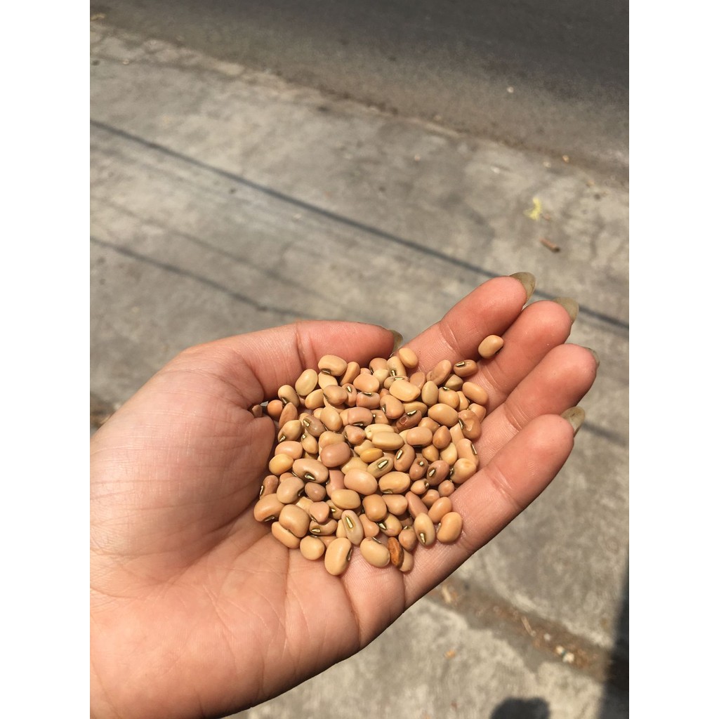 

Kacang Tolo/Tunggak 100g - 02