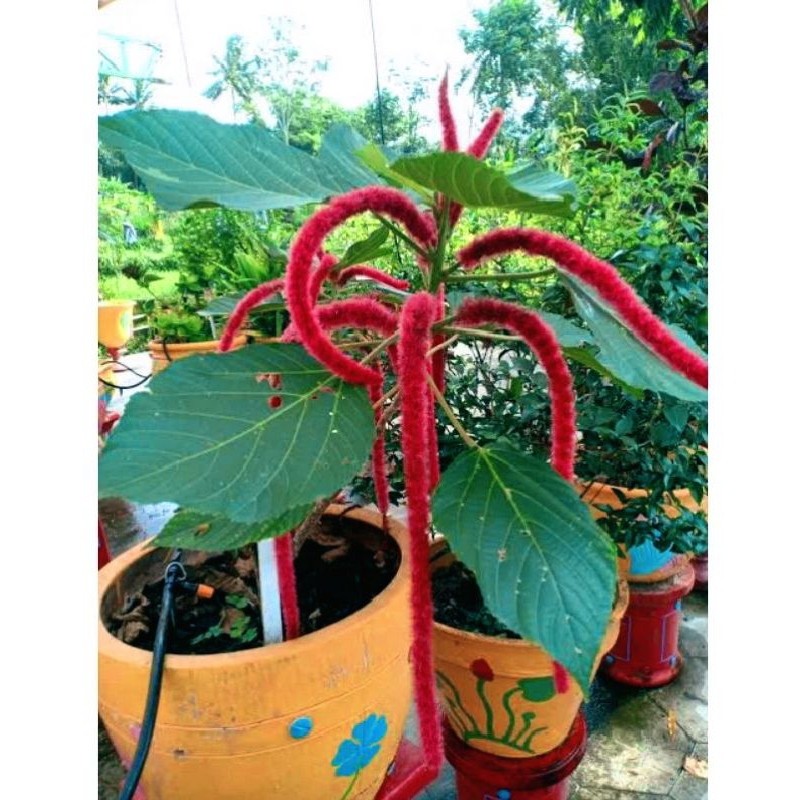 Tanaman EKOR KUCING siap tanam