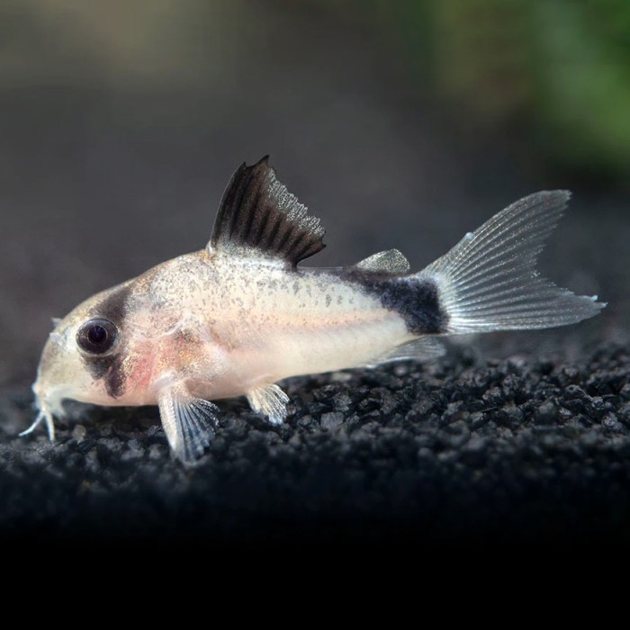 Corydoras Badit Cory Catfish Metae Pembersih Aquascape