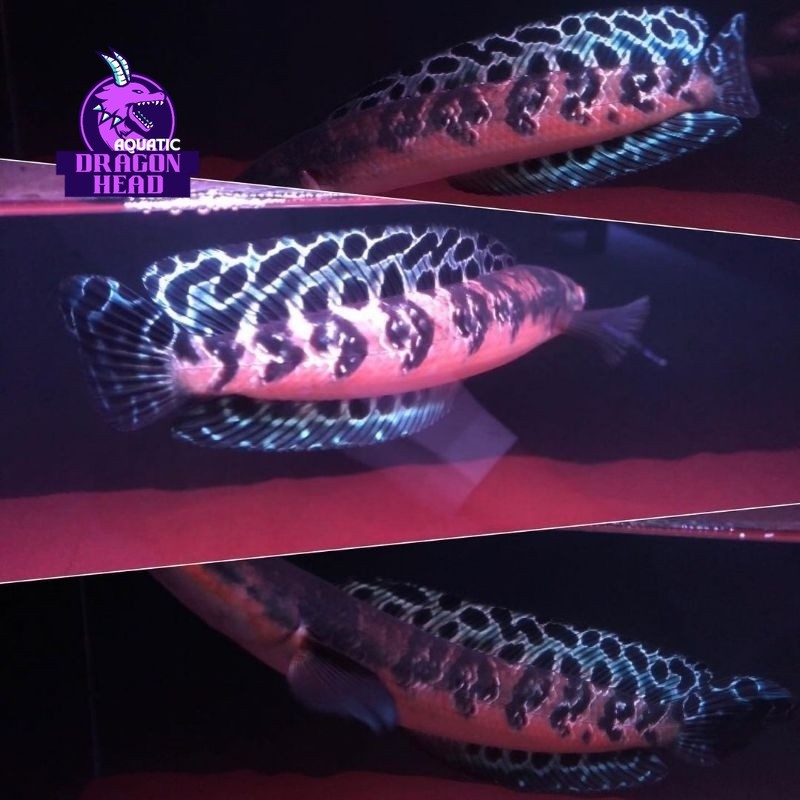 Hiasan aquascape ( Maru Batik ) Channa maru yellow dorsal batik bergaransi