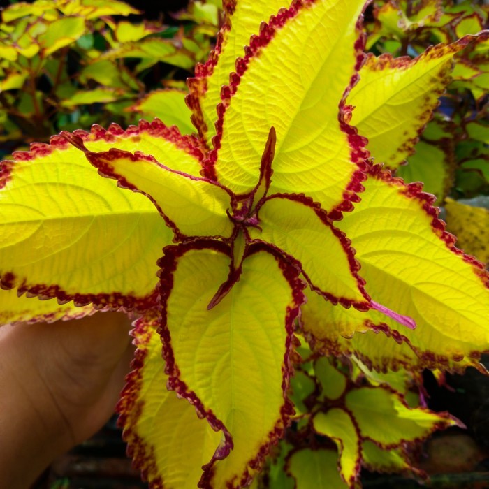 NEW. tanaman hias miana langka murah yellow (sudah berakar) NF