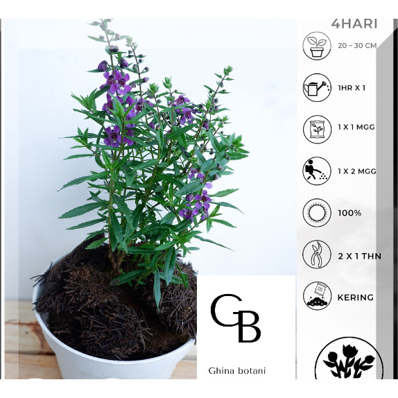 Pohon Bunga Lavender /  Tanaman Bunga Lavender