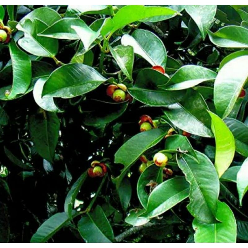

PROMO DAUN MANGGIS SEGAR 1KG MURAH OBAT HERBAL, OBAT HERBAL MURAH BAHAN TERBAIK