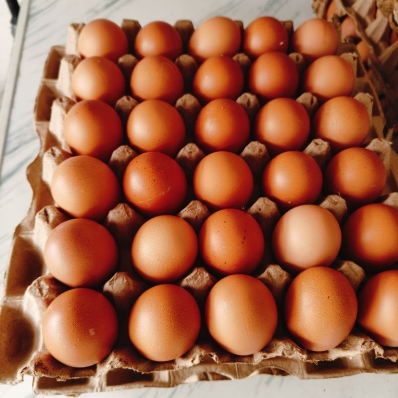 

TELUR AYAM 1 KG