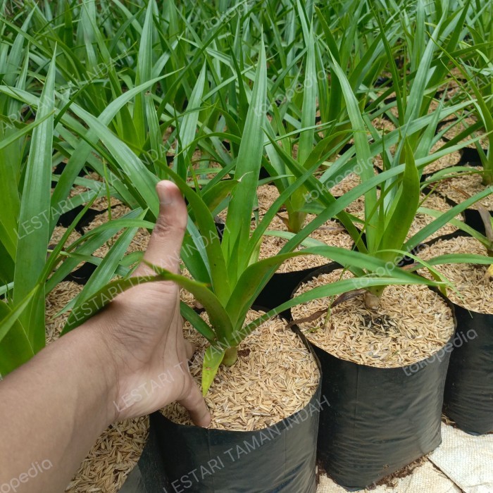 (TERLARIS) tanaman pandan bali pohon pandan bali bibit pandan bali