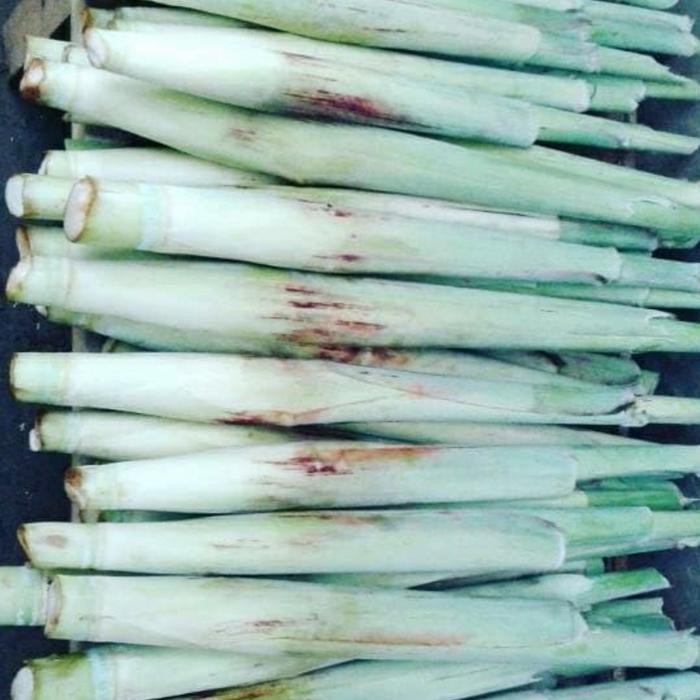 

Telur tebu atauTurubuk / ikat ( 10 pc )