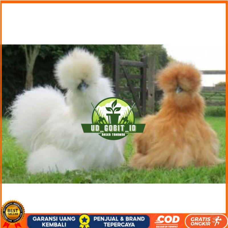 

TELUR AYAM HIAS AMERICAN SILKY UNTUK DI TETASKAN UD_GOBIT_ID