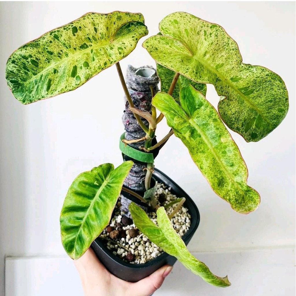 Tanaman Hias Koleksi Philodendron Paraiso Verde - Tanaman Paraiso Verde