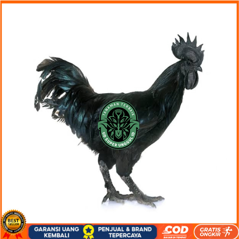 

TELUR FERTIL AYAM CEMANI LH UNTUK DI TETASKAN UD_SUPER_UNGGUL_ID
