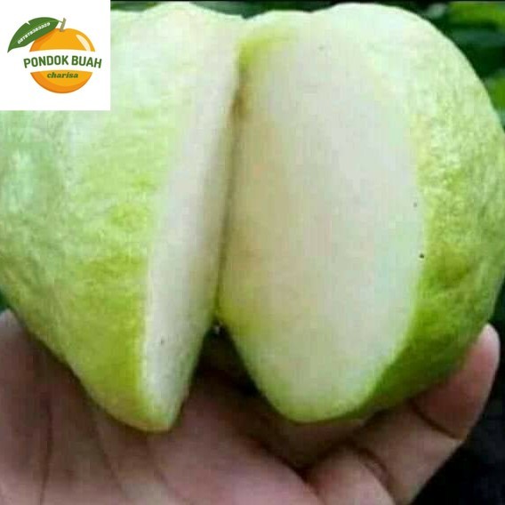 

JAMBU KRISTAL SUNPRIDE JAMBU CRYSTAL MANTAP KEMASAN 1 KILO