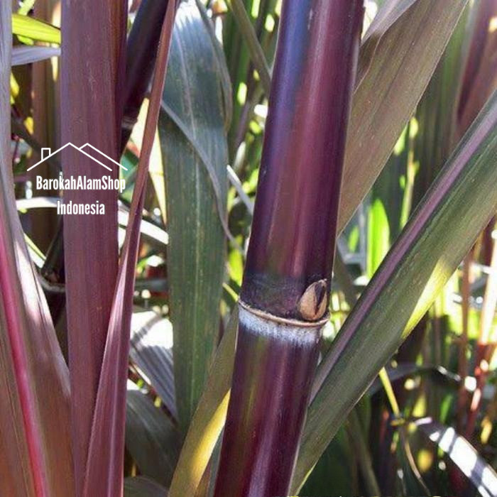 

Daun tebu Merah Segar - 500gr petik dadakan saat ada order masuk