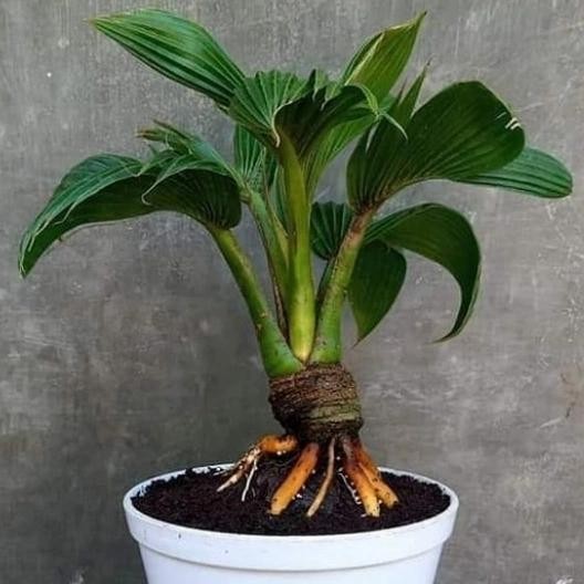 Bibit bakal kelapa hibrida monintumbuh tunas /bonsai kelapa