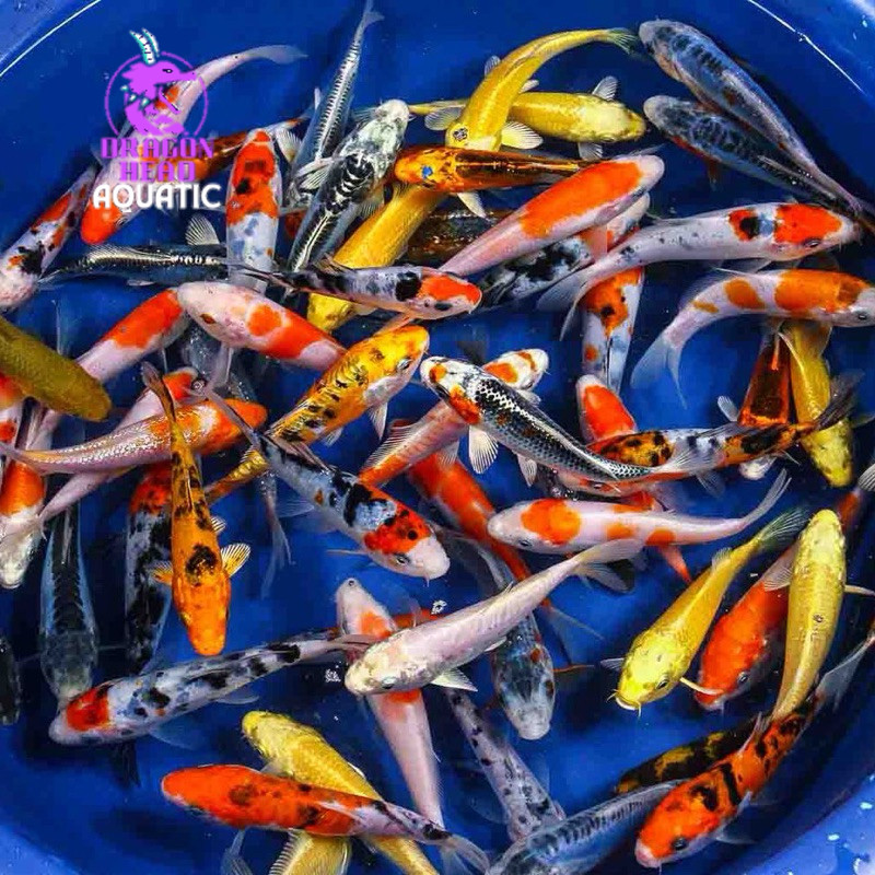 

PAKET ISI 5 ekor koi mix berkualitas 8-12 CM