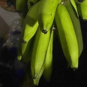 

Buah Pisang Mentah TP 150 Gram Pisang Bangkaulu Fresh