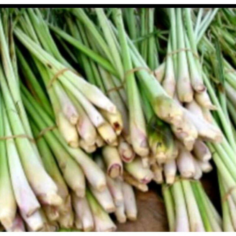 

serai segar 250 gram