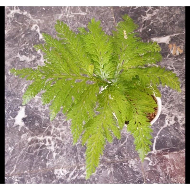 Tanaman Hias Pakis Hutan -pakis Paku - pakis Ekor Merak *