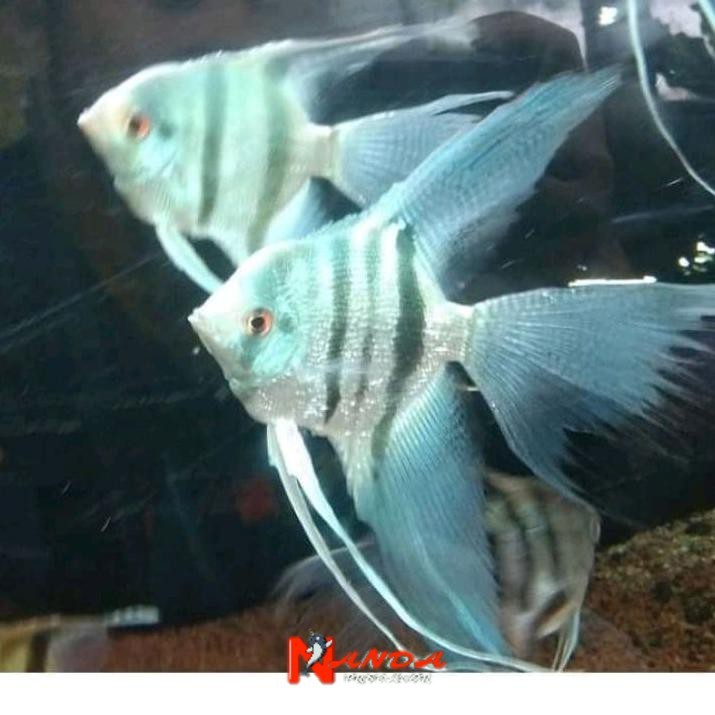 

Hiasan ikan manfish blue pinoy slayer