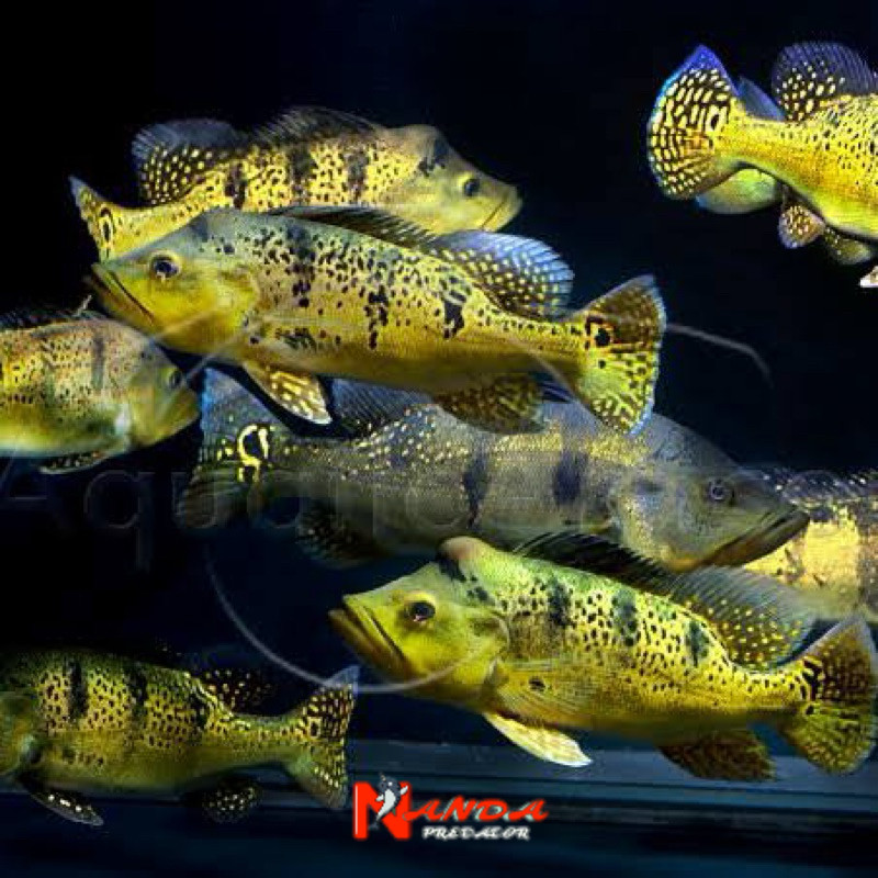pbass kelberi sz 4-6 cm kalberi
