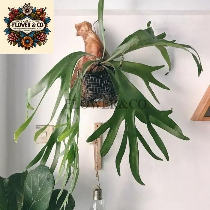 TANAMAN HIAS TANDUK RUSA/ KEDAKA TANDUK RUSA ( PLATYCERIUM )