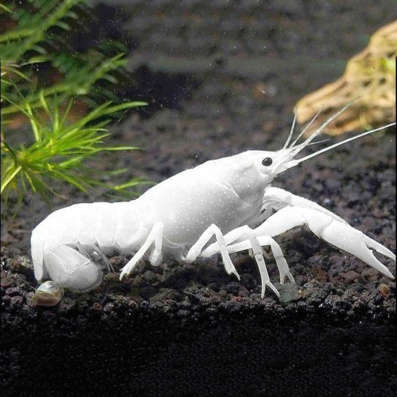 LOBSTER HIAS PUTIH LOBSTER AQUARIUM