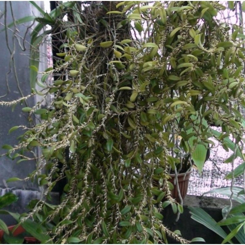 anggrek bulbophyllum sessile