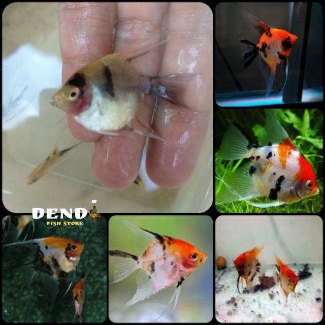 Ikan manfish koi red devil/ angelfish koi red devil untuk aquarium dan aquascape pilihan