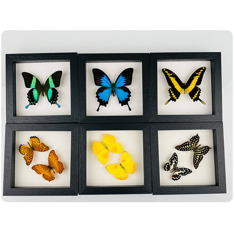 

Butterfly Real Specimen Education Material Collection Artwork Material Decor