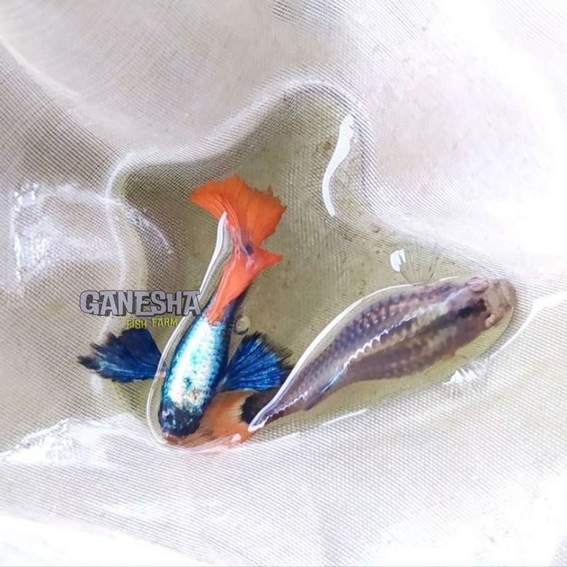 PROMOOOO sepasang Guppy PRTDE siap berrrrid