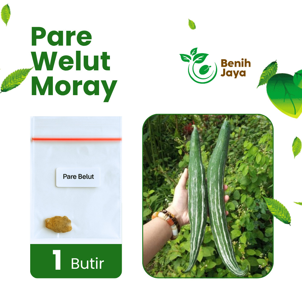 Benih Bibit Unggul Sayur Pare Belut Berkualitas Sayuran Pare Welut Bibit Seribuan Benih Ribuan