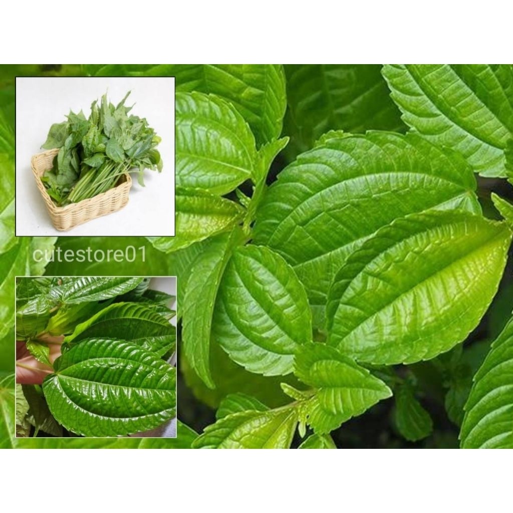 

Pohpohan Daun Lalapan Segar 500Gram