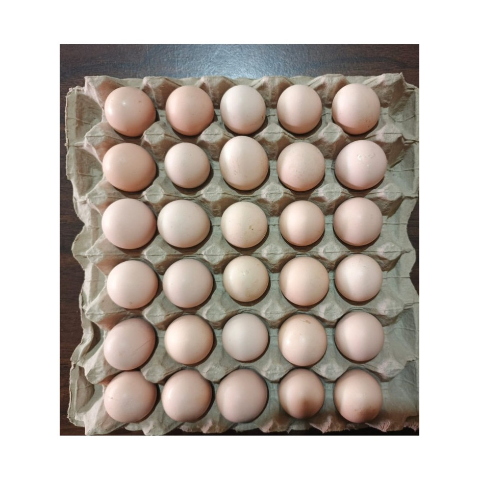 

Telur Ayam Kampung Per Tray Isi 30 Butir