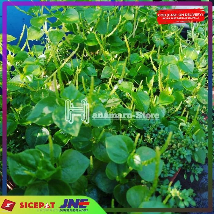

PROMO 1kg DAUN SIRIH CINA l HERBAL DAUN KETUMPANG AIR