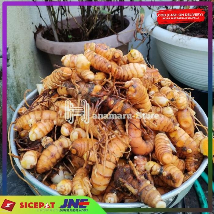 

Kunyit Kunir Kuning/ Herbal Kunir 250gram