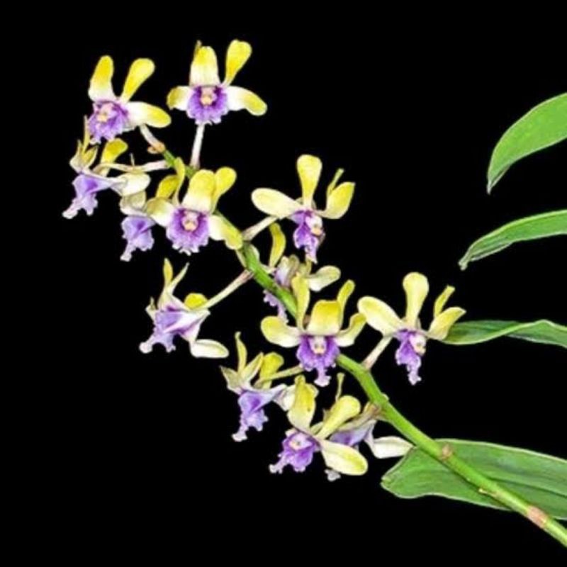Anggrek Spesies Besi Papua Dendrobium violaceoflavens Seedling plant orchid