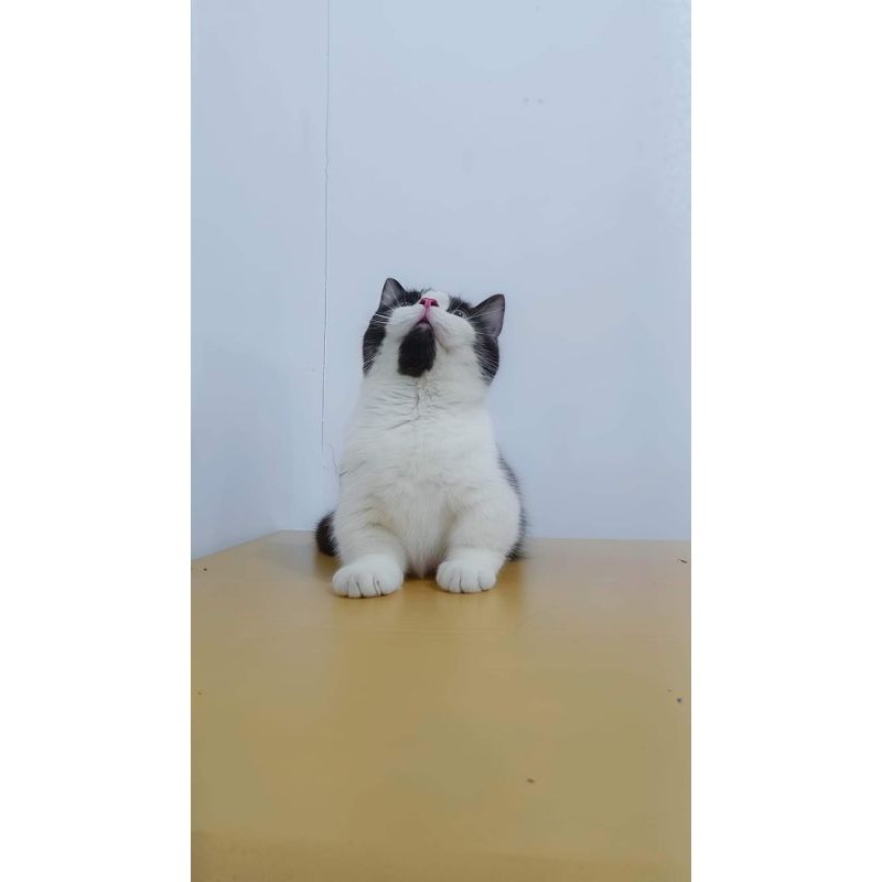 anak kucing bsh munchkin bicolor jantan kitten