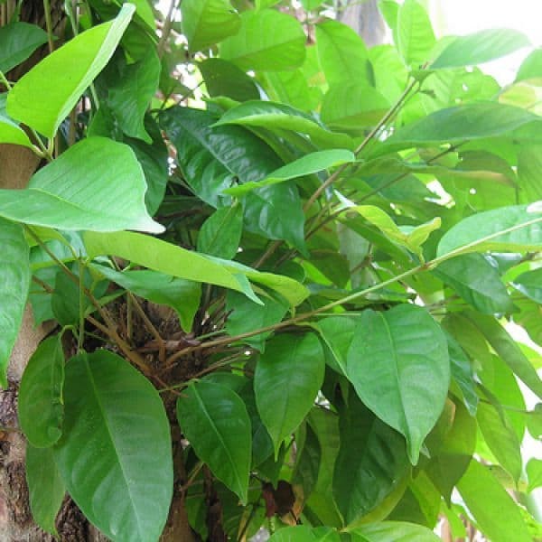 

terlaris daun salam/penyedap makanan