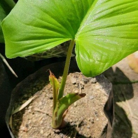 

Ready stok New Tanaman hias keladi Nampu / ampu Homalomena