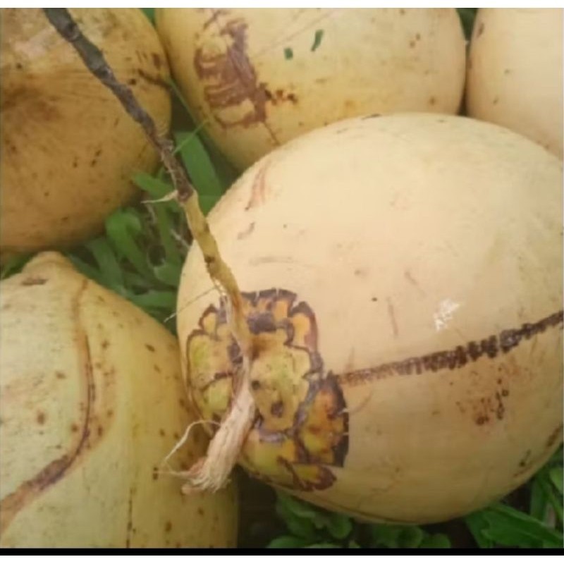 

buah kelapa gading kuning muda perbutir