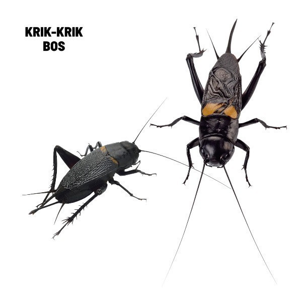 JANGKRIK ( SUPER BESAR ) ukuran besar Jangkrik Aduan Jumbo Best Seller Jangkrik jaliteng jerabang ..