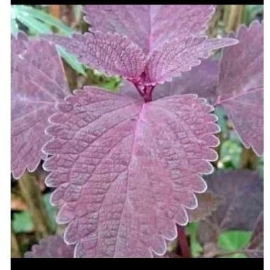 Daun miana ungu / jawer kotok ungu / 200 gram