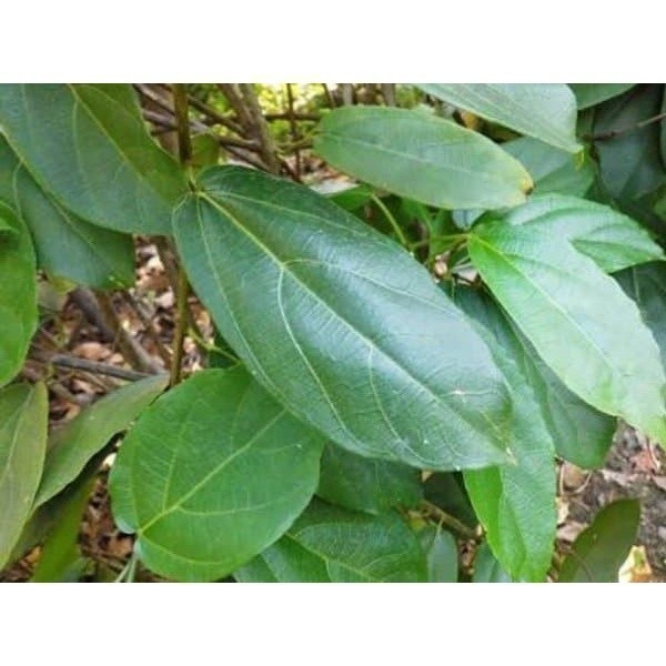 

Promo DAUN Cincau Segar 250gram Azkia_Organik_96