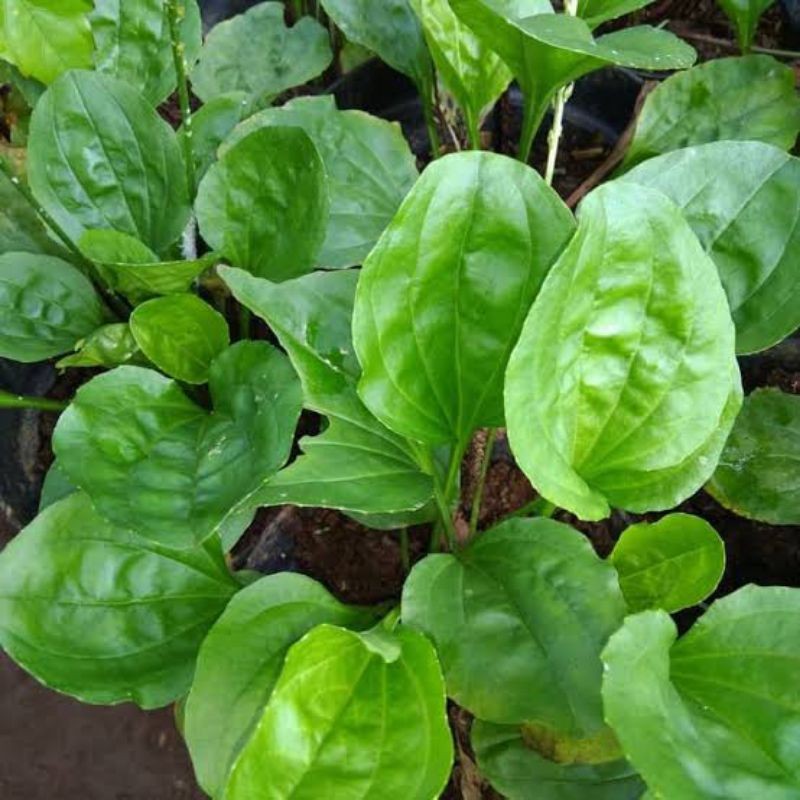 

Daun Sendok Ki Urat Obat Herbal Alami Berkhasiat | Daun Sendok | Ki Urat Segar