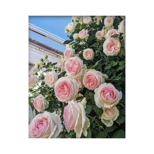 Terbaru 5D DIY Full Drill Diamond Painting Lukisan Berlian Kristik - 10