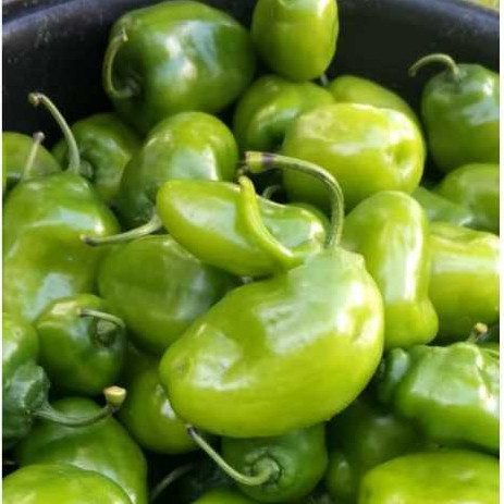 

TERLARIS 250 gr cabe gendot segar level pedas