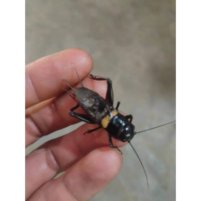 Jangkrik Aduan / Jangkrik Genggong / Jangkrik Gunung (Jliteng/Jrabang/Jragem)