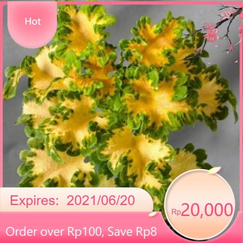 ( BISA COD ) TERMURAH Tanaman Hias Miana Ekor Naga / Bunga Hias Miana Ekor Naga / Tanaman Hidup Mian