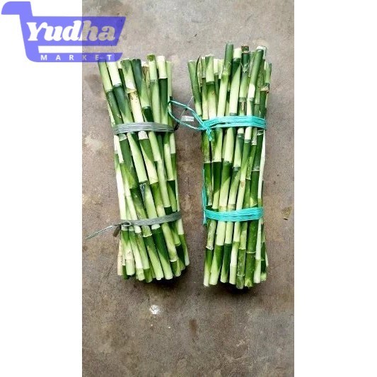

bibit tanaman bambu hoki sri rejeki perikat